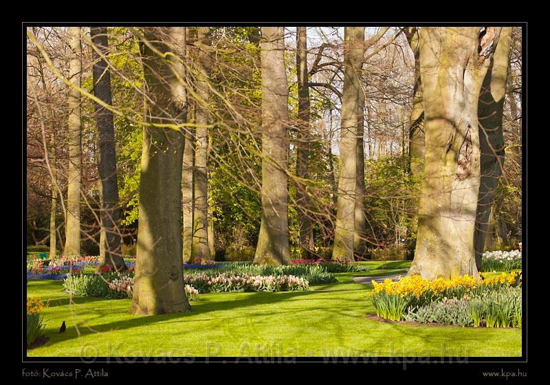 Keukenhof Hollandia 079.jpg